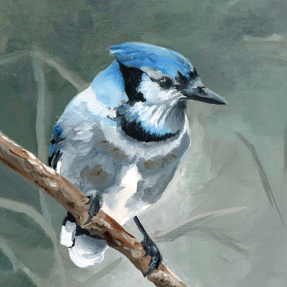 Avian Spotlight - Blue Jay Canvas Wall Art - GreenBox Art