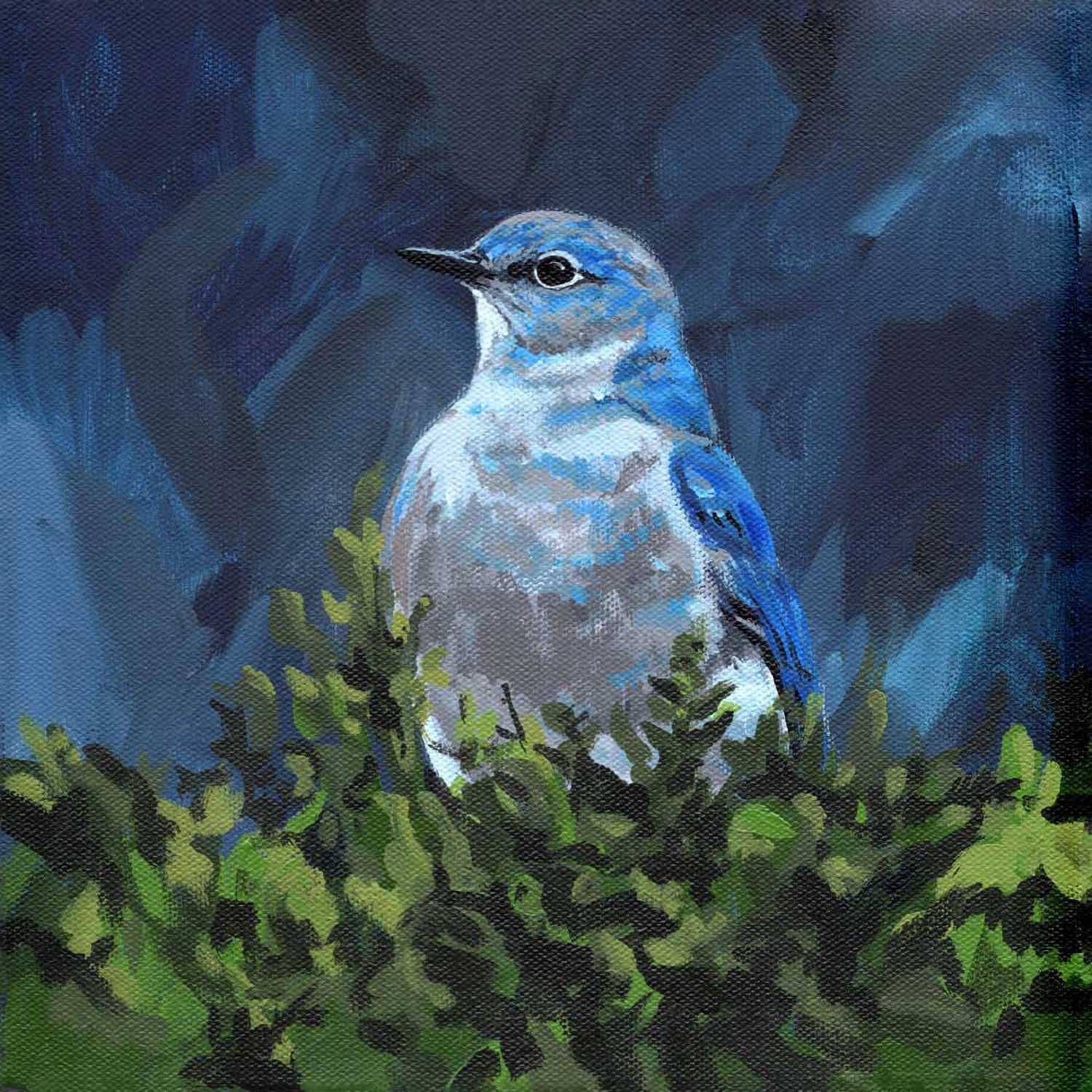 Avian Spotlight - Bluebird Canvas Wall Art - GreenBox Art