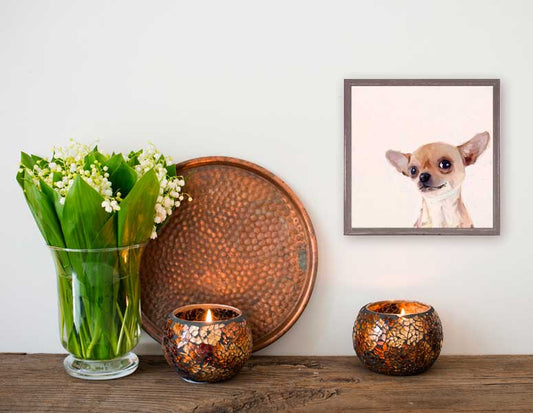Best Friend - Chihuahua Close Up Mini Framed Canvas - GreenBox Art