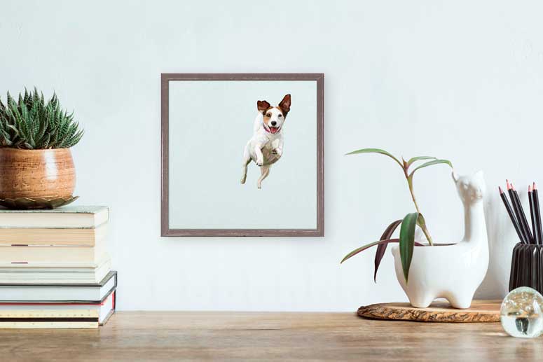 Best Friend - Jump For Joy Jack Russell Mini Framed Canvas - GreenBox Art