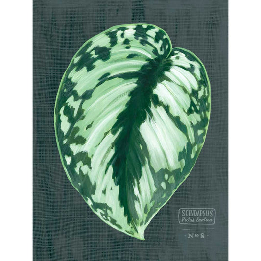 Leaf Series - Scindapsus Pictus Exotica Canvas Wall Art - GreenBox Art