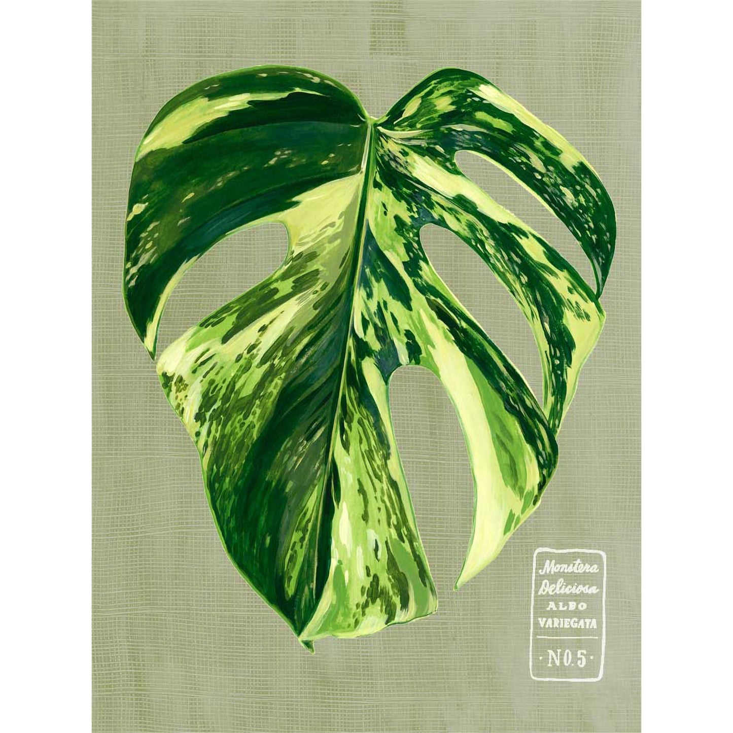 Leaf Series - Monstera Deliciosa Albo Variegata Canvas Wall Art - GreenBox Art