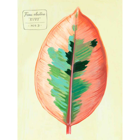 Leaf Series - Ficus Elastica Ruby Canvas Wall Art - GreenBox Art