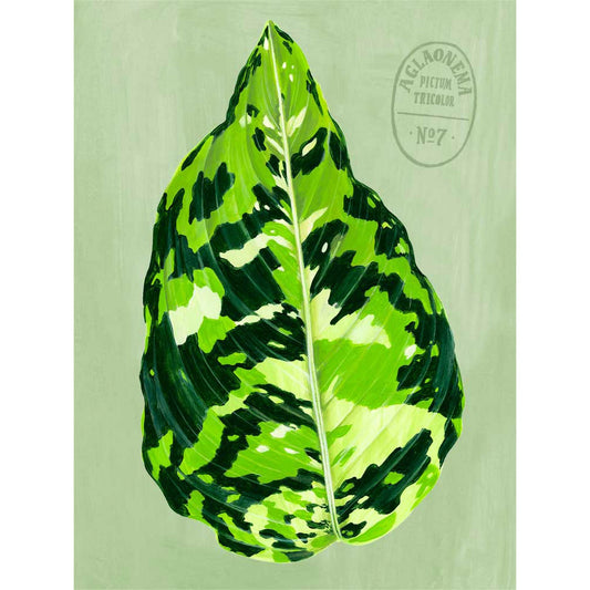 Leaf Series - Aglaonema Pictum Tricolor Canvas Wall Art - GreenBox Art