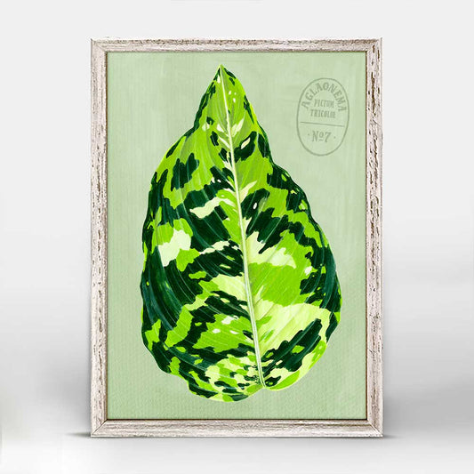 Leaf Series - Aglaonema Pictum Tricolor Mini Framed Canvas - GreenBox Art