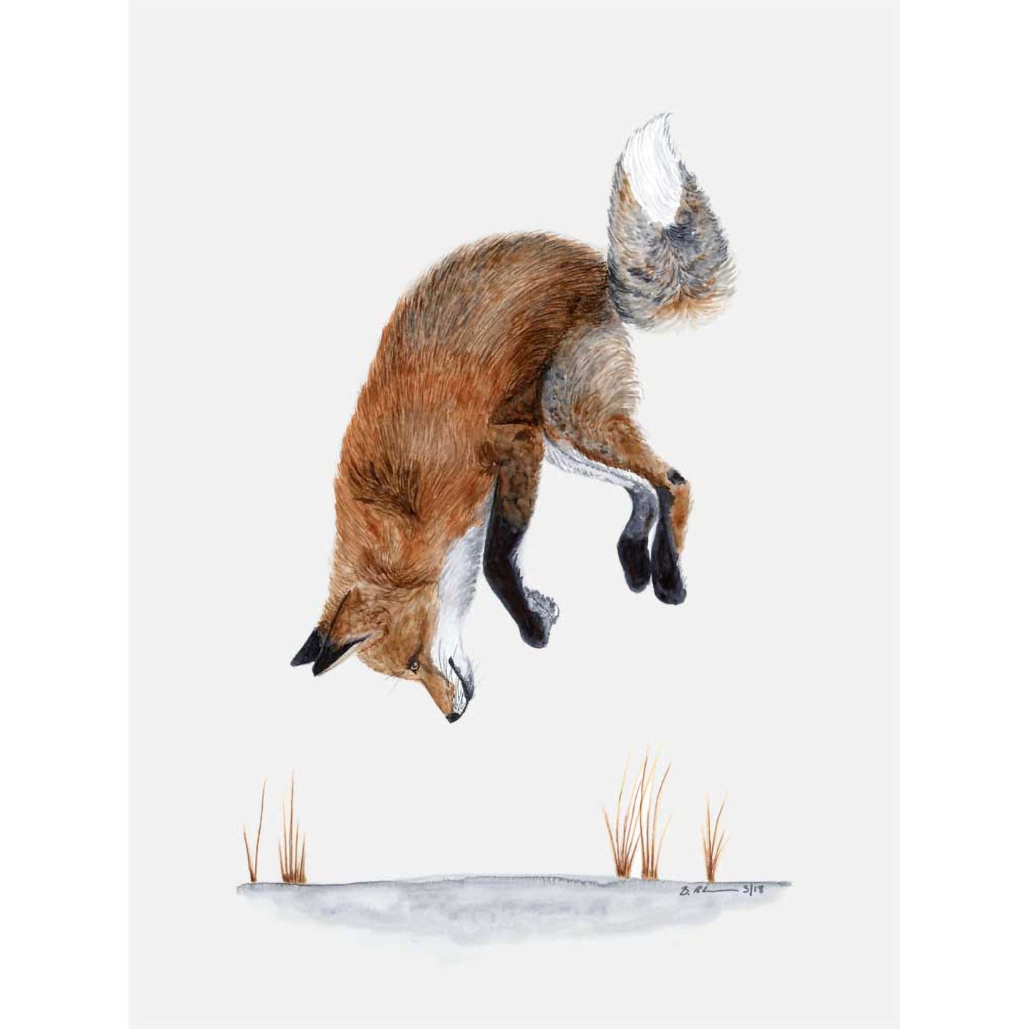 Jumping Fox Portrait Canvas Wall Art