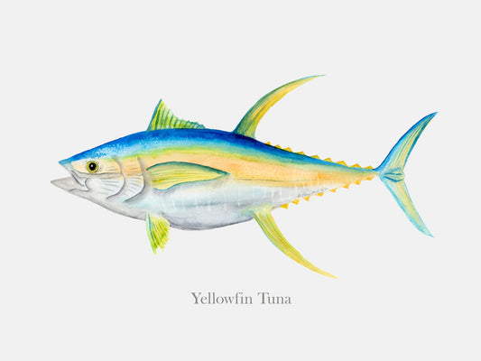 Yellowfin Tuna Portrait Canvas Wall Art