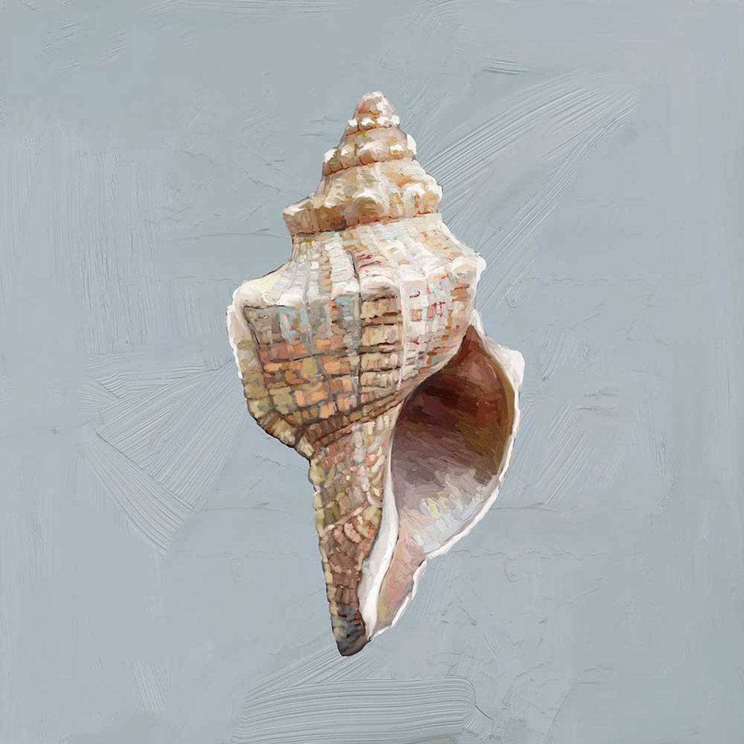 Shell Study - I Canvas Wall Art - GreenBox Art