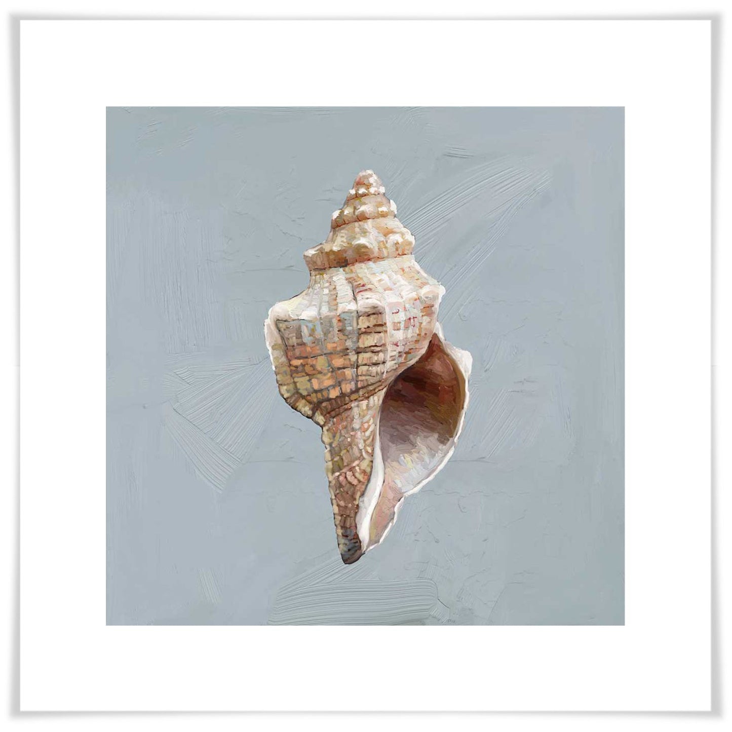 Shell Study - I Art Prints