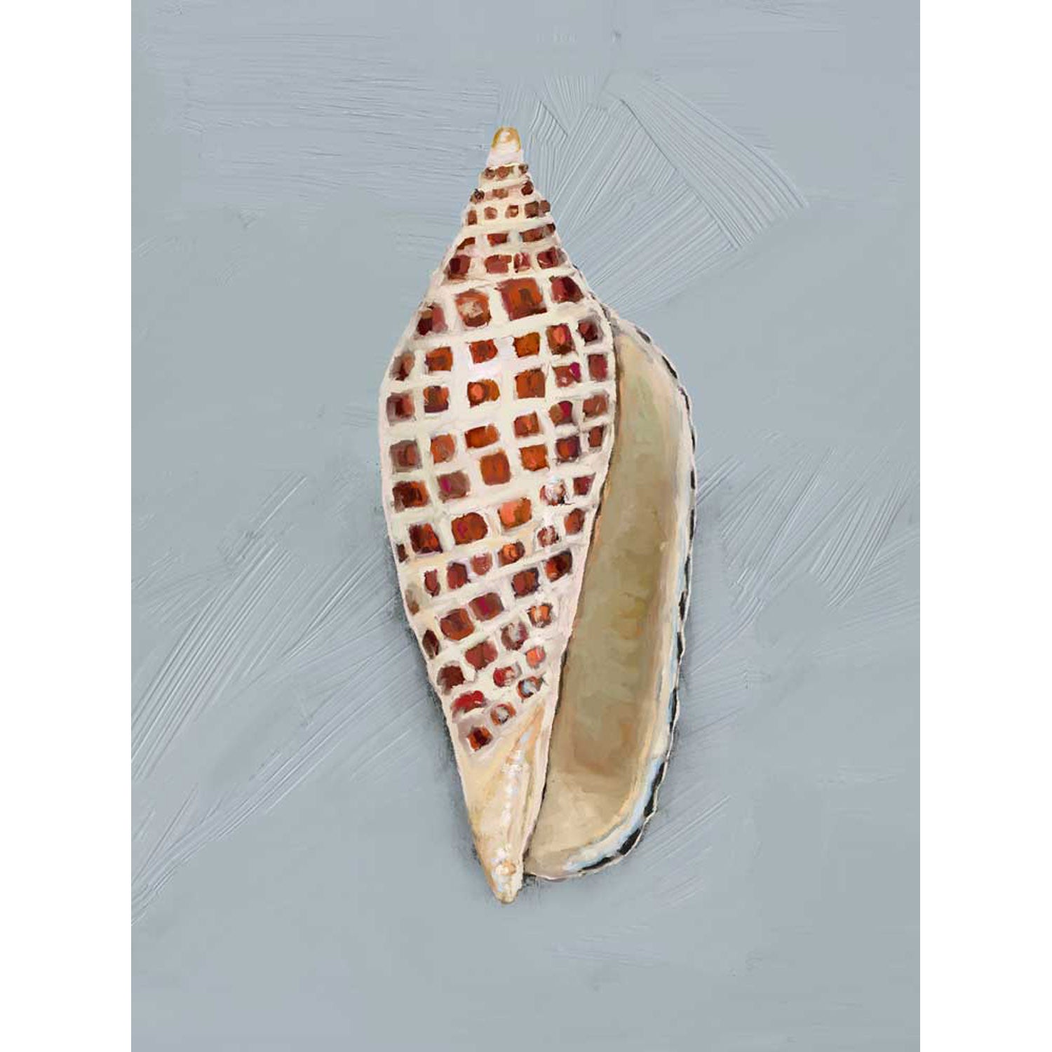 Shell Study - III Canvas Wall Art - GreenBox Art