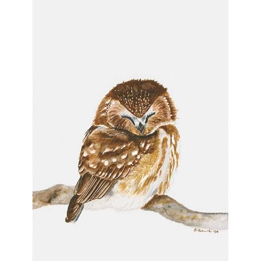Sleeping Baby Owl Canvas Wall Art