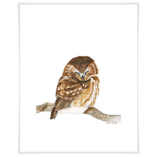 Sleeping Baby Owl Art Prints