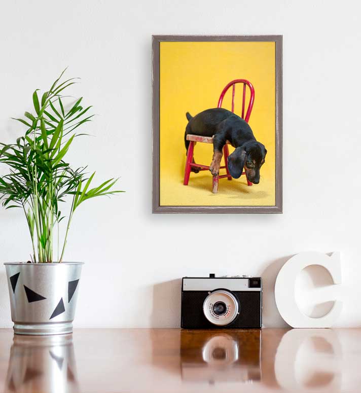 Dog Collection - Dachshund On Yellow Mini Framed Canvas