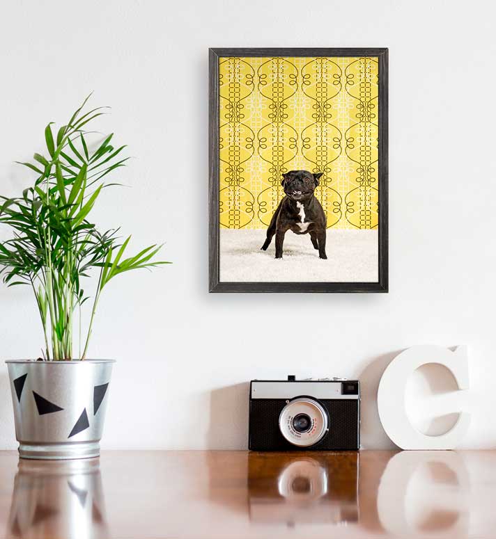 Dog Collection - Sofi The Bulldog Mini Framed Canvas - GreenBox Art