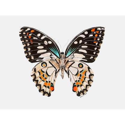 Butterfly Portrait Canvas Wall Art