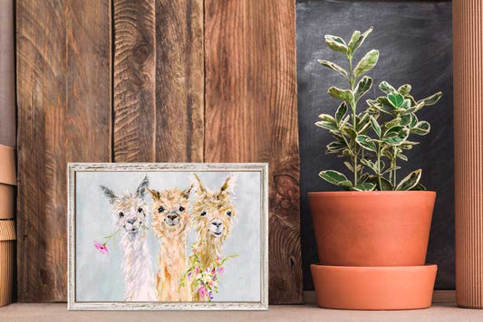 Sweet Alpacas Mini Framed Canvas - GreenBox Art