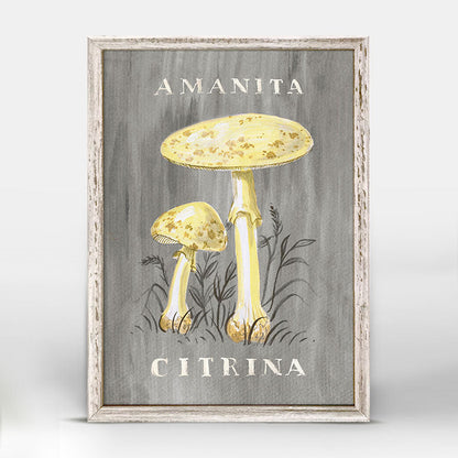 The Mushroom Chart - Amanita Citrina Mini Framed Canvas